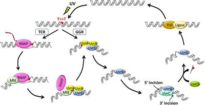 The Transcription-Repair Coupling Factor Mfd Prevents and Promotes Mutagenesis in a Context-Dependent Manner